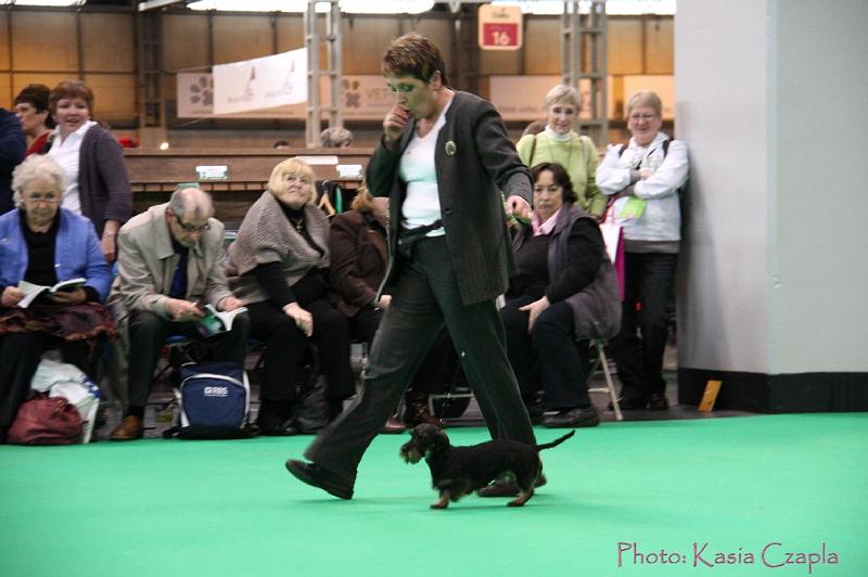 Crufts2011_2 1041.jpg